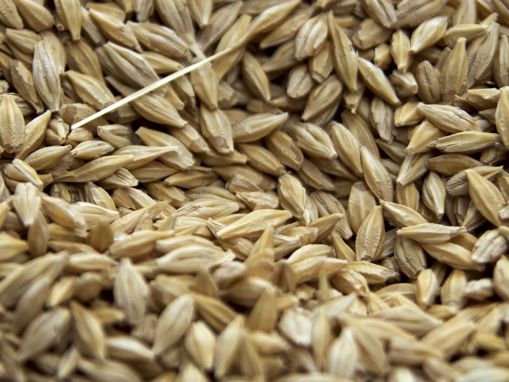 Большая часть собранной пшеницы в этом году относится к 4-му классу. Однако делать выводы по качеству зерна рано
