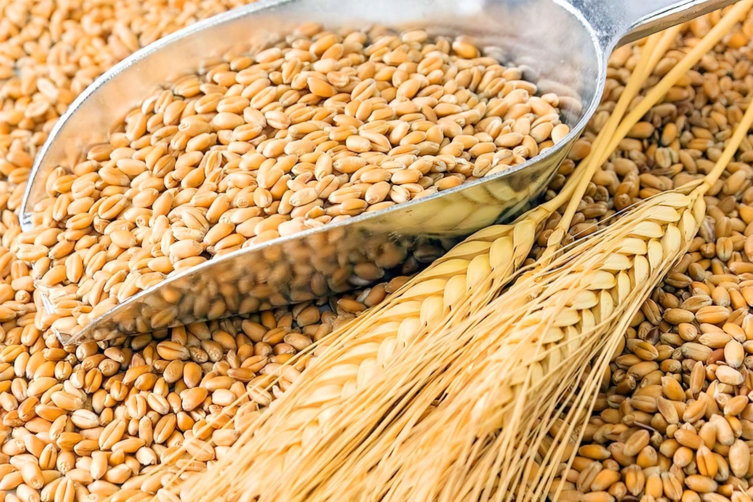Минсельхоз заявил о получении в 2023 году второго по объему в истории страны урожая зерна