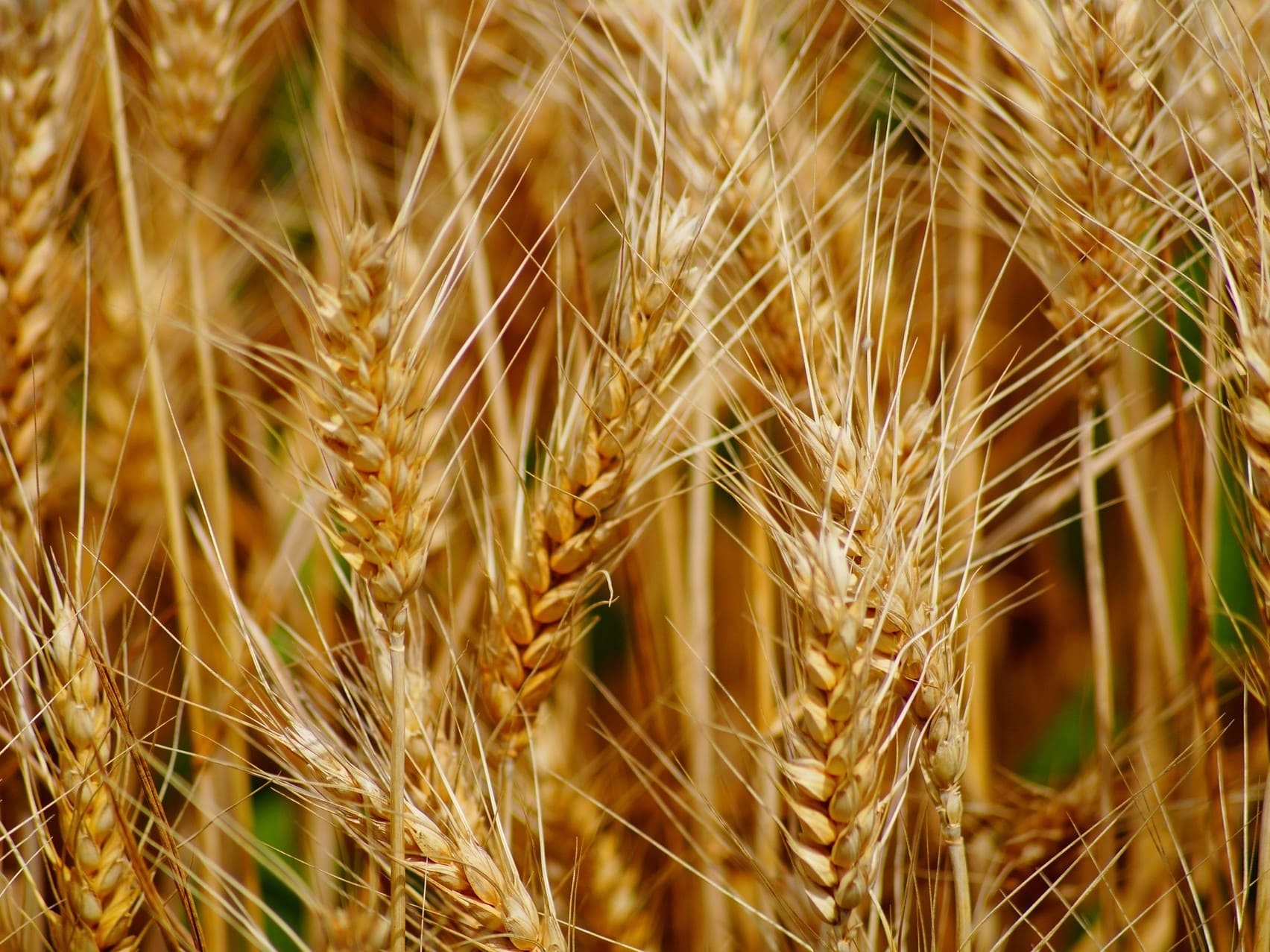 Минсельхоз предложил временно запретить экспорт твердой пшеницы. Мера направлена на регулирование ценообразования на внутреннем рынке