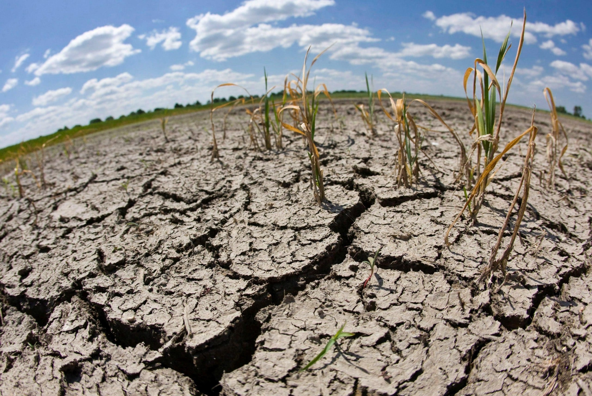 Теплее, еще теплее. Как климат влияет на урожаи зерновых и масличных в России?