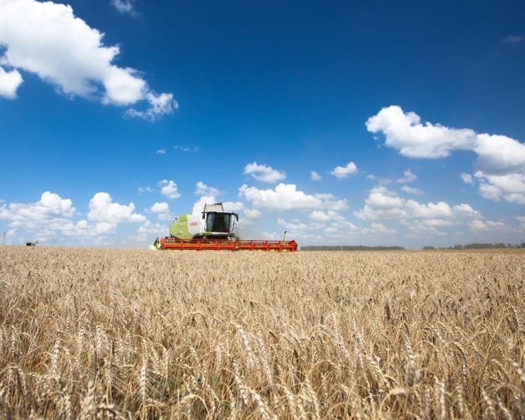 Минсельхоз оценил потенциальный урожай зерна в 123 млн тонн. Общая посевная площадь превысит 85 млн гектаров