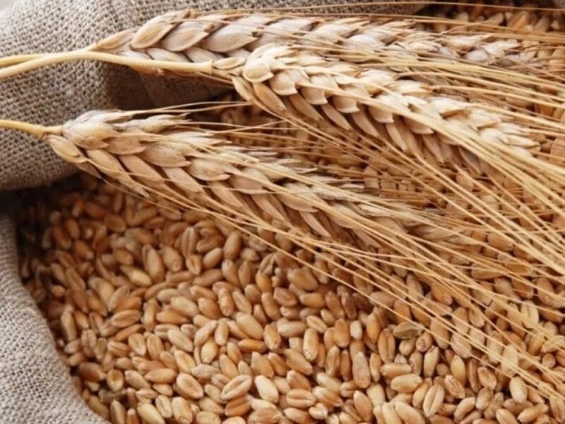 Зерно устало дешеветь. Цены на пшеницу на внутреннем рынке стабилизируются