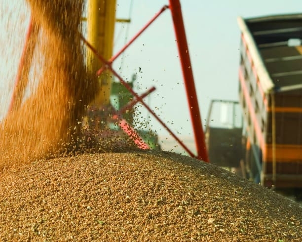 Экспортные цены на пшеницу продолжают снижаться. Они опустились до уровня ниже $200 за тонну