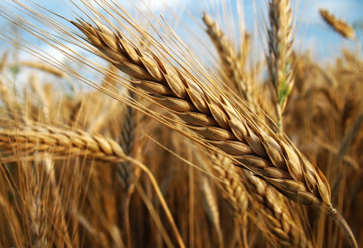 Урожай зерна в России может составить около 140 млн т в чистом весе — Патрушев