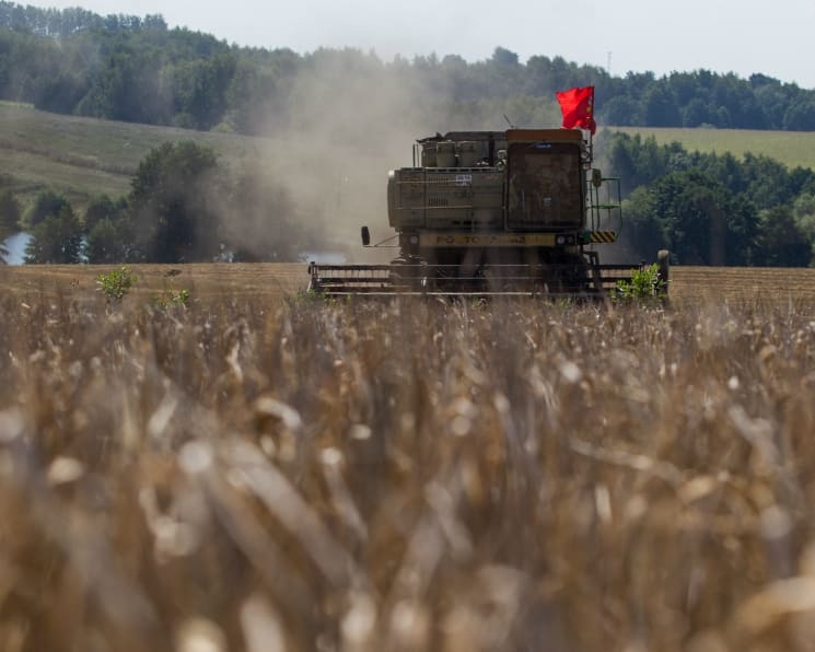 Пшеница в портах подорожала до максимума с мая 2022 года. Цены увеличиваются из-за медленной уборки урожая