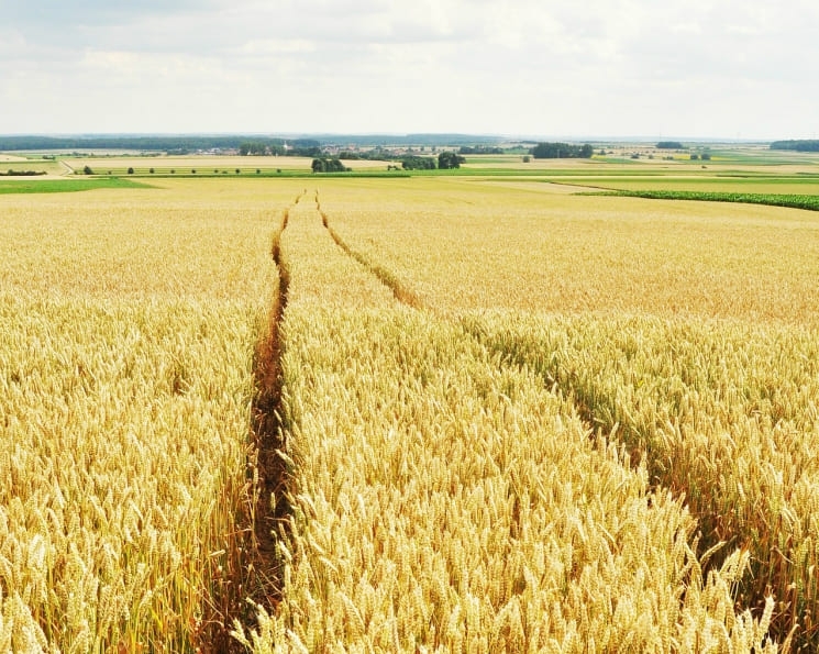 Цены на российскую пшеницу продолжают снижаться. Они могут начать расти в конце осени — начале зимы.