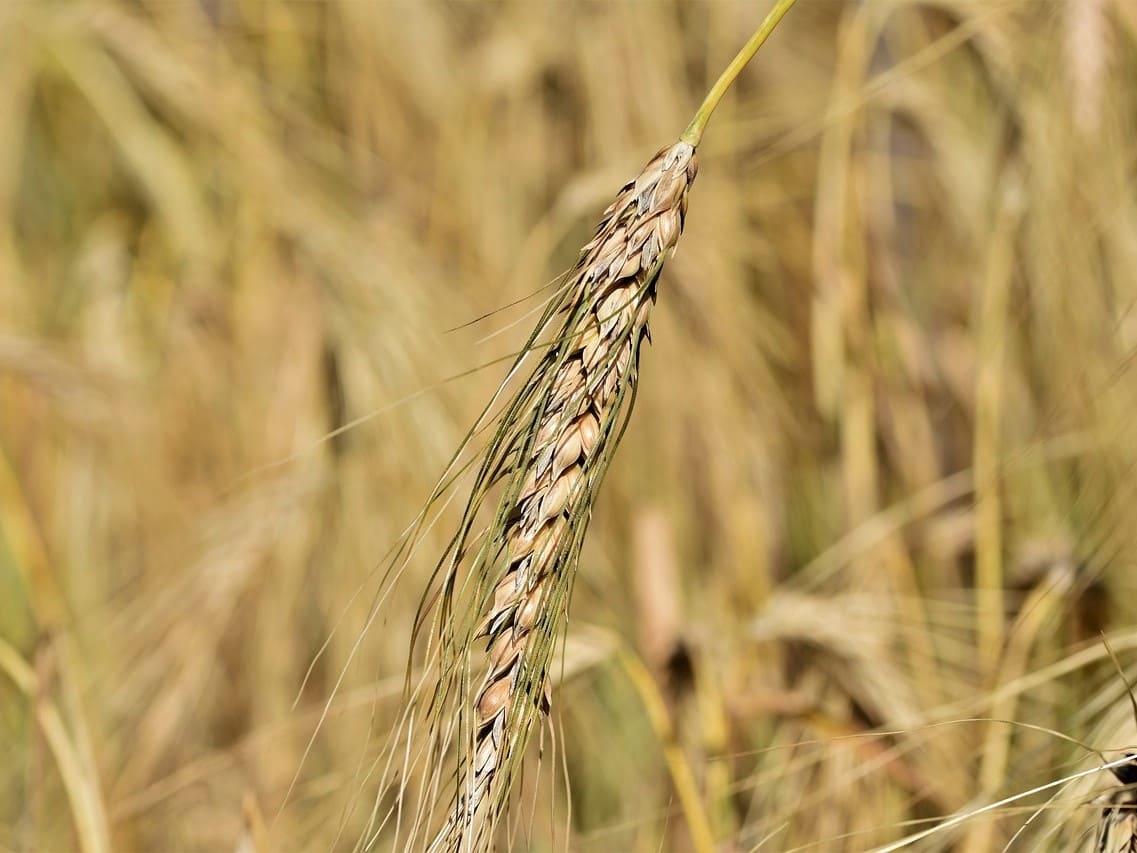 «ПроЗерно»: цены на пшеницу в новом сезоне будут выше .Участники рынка и аналитики обсудили перспективы рынок зерна и масличных