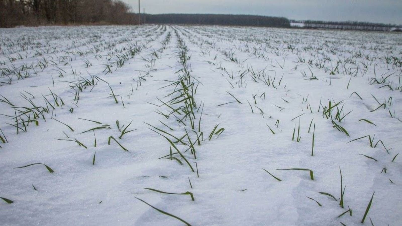 В Башкирии из-за заморозков погибли посевы рапса и подсолнечника