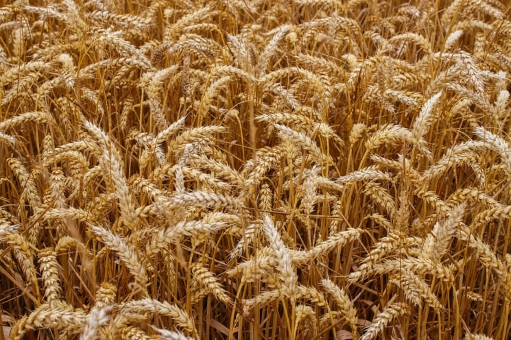 Цены на пшеницу упали до июньского минимума. Внутренний спрос остается слабым, так как мукомольные заводы и животноводы имеют достаточные запасы