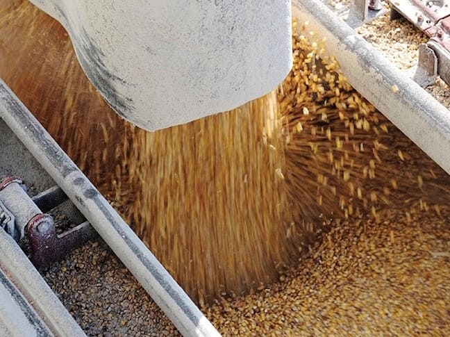 Цены на пшеницу обвалились. На рынок давят большие запасы и новый урожай на фоне низкого спроса.