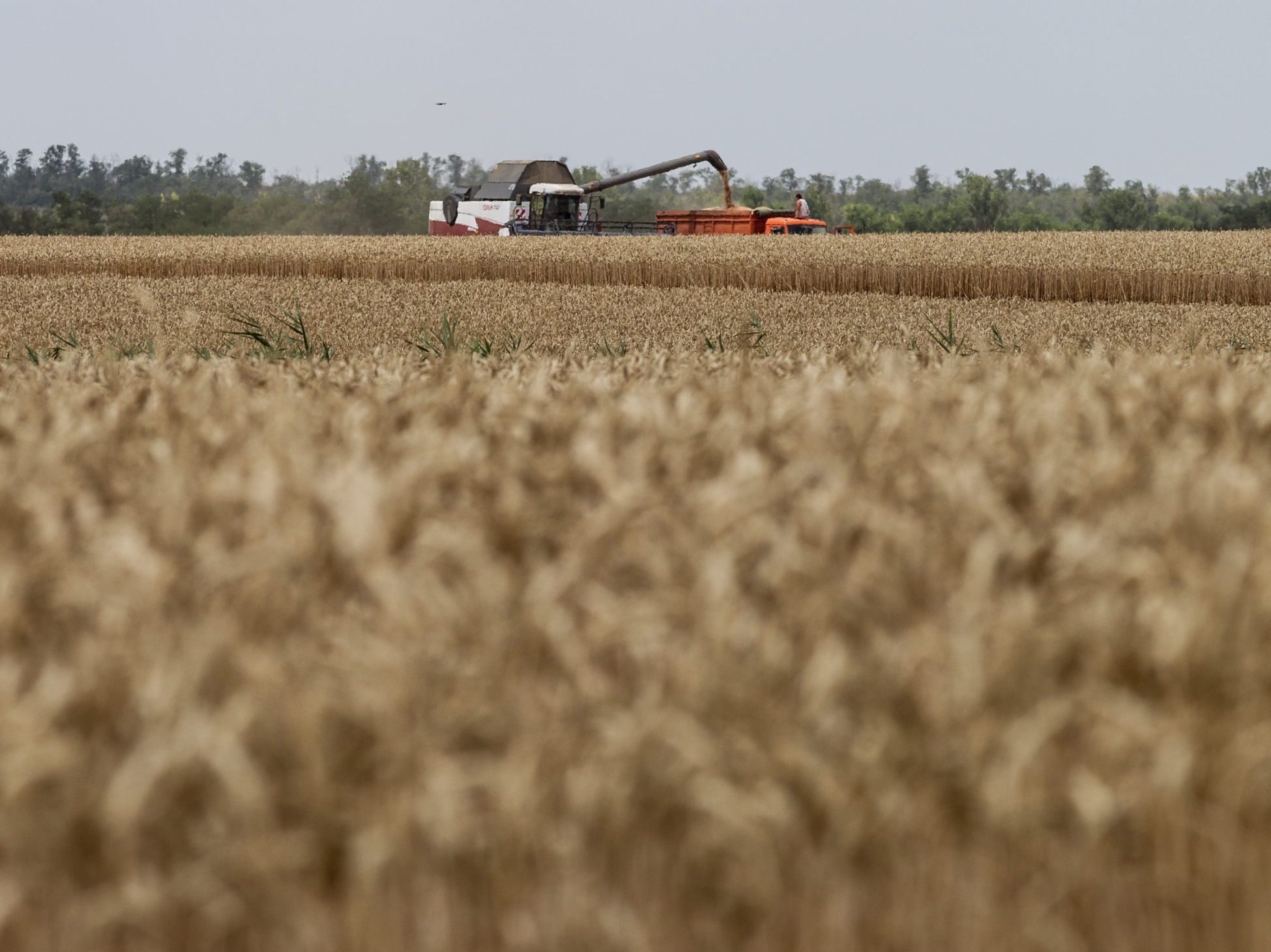 Операционная маржинальность по пшенице в этом году снизилась в 1,5 раза