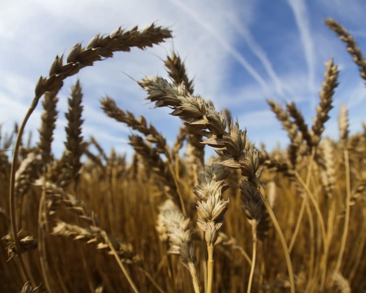 Внутренние цены на пшеницу начали расти. Закупочные цены в портах могут еще увеличиться