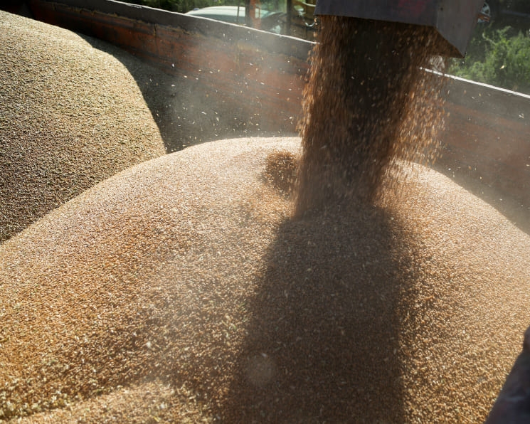Качество зерна может быть выше прошлогоднего. Хотя в некоторых регионах оно снизилось из-за погоды