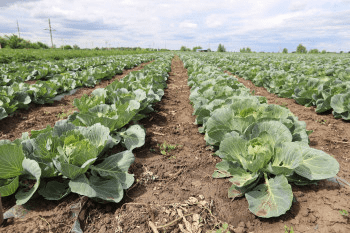 Сельхозтоваропроизводители Оренбургской области приступили к сбору овощей открытого грунта