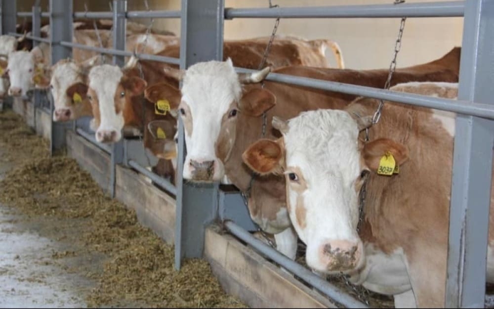 В Октябрьском районе надой на фуражную корову составляет более 9 кг