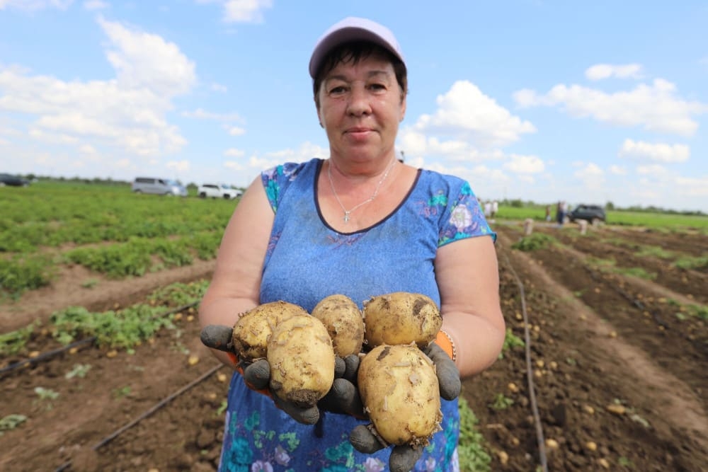 Оренбургские аграрии приступают к уборке ранней капусты и картофеля