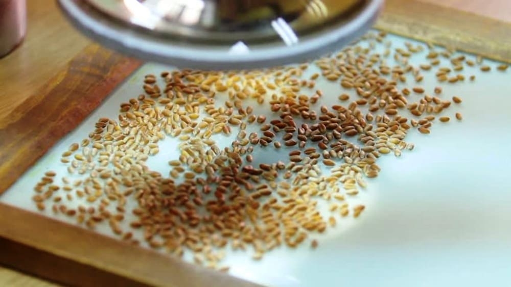 В Оренбургском районе продолжается проверка семян зерновых и зернобобовых культур на посевные качества