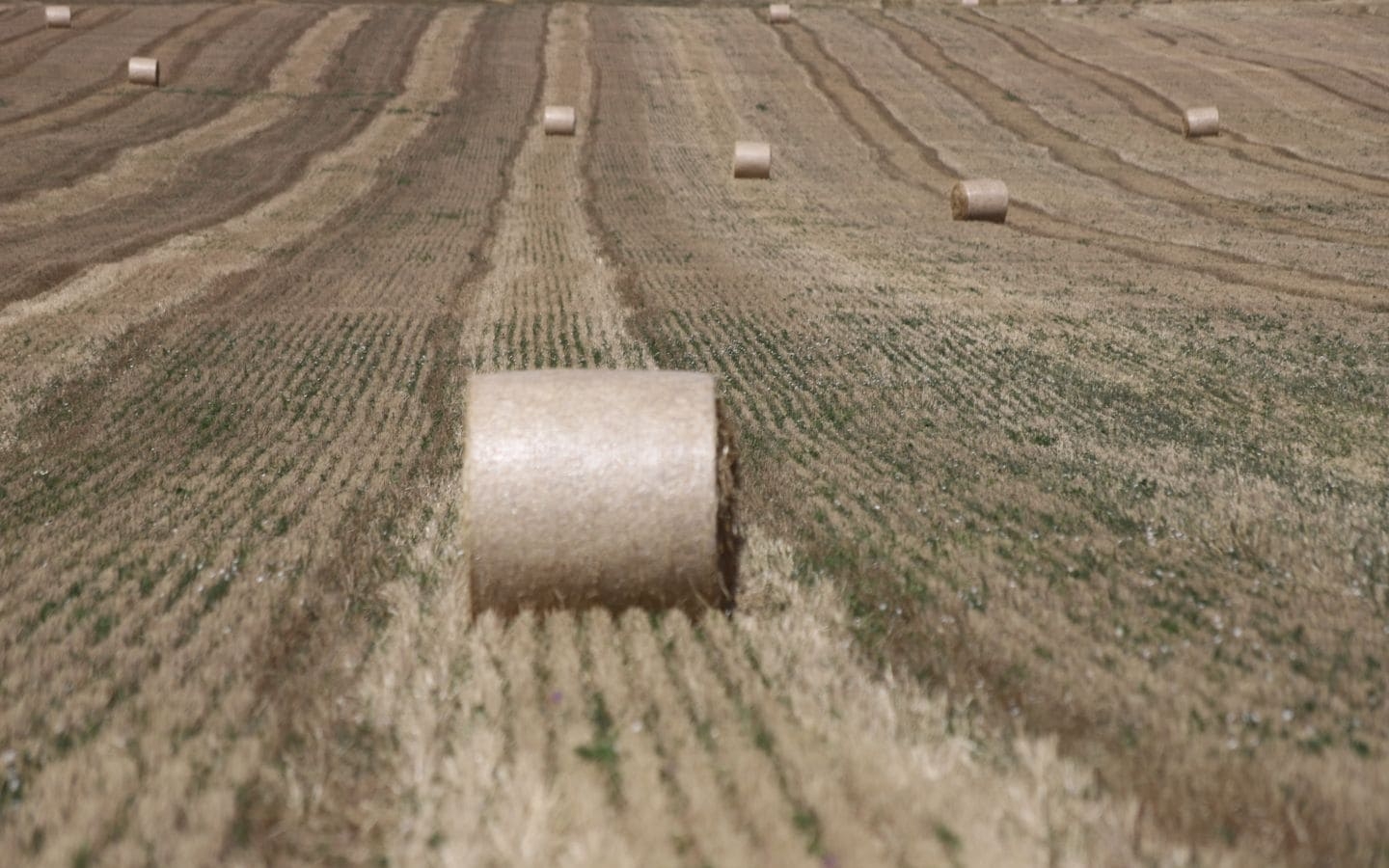 Сводка с полей. Корма и пары